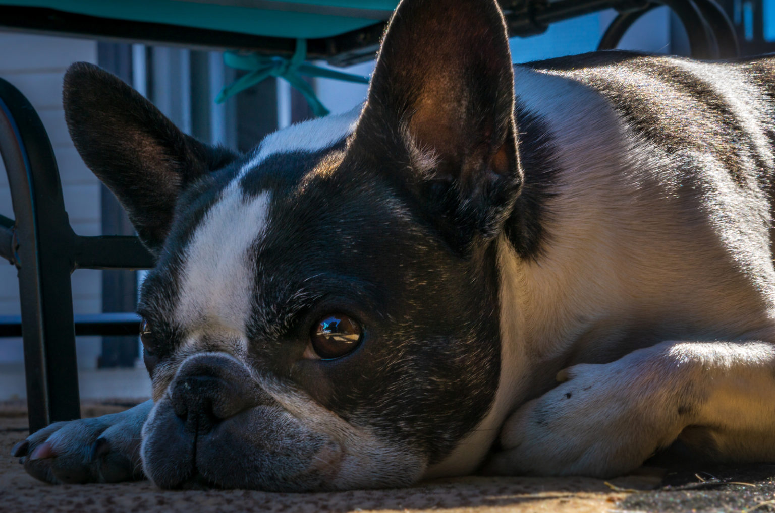 40+ Boston Terrier Mixes That Are The Cutest Pets Ever