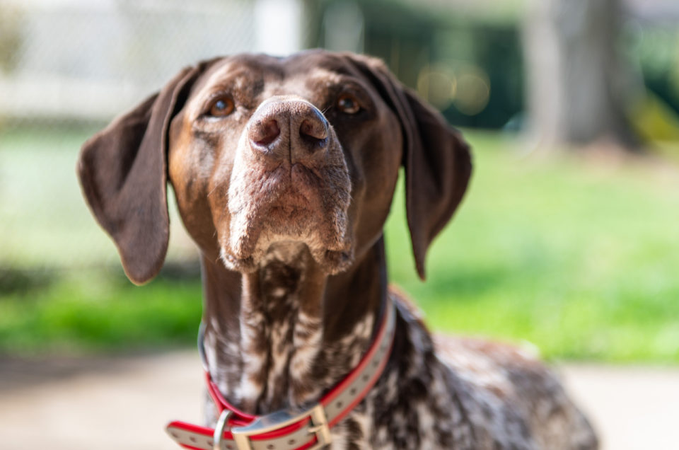 4 German Shorthaired Pointer Colors + Color Combinations