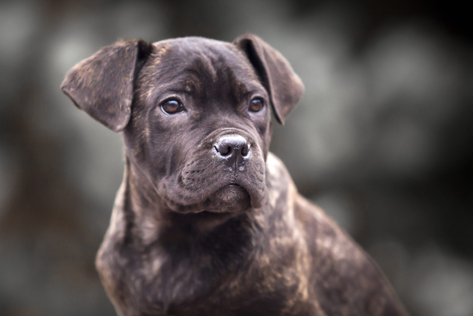 100 Cane Corso Names Find A Perfect Name For Your Puppy   Cane Corso Puppy Looking Away 1536x1025 