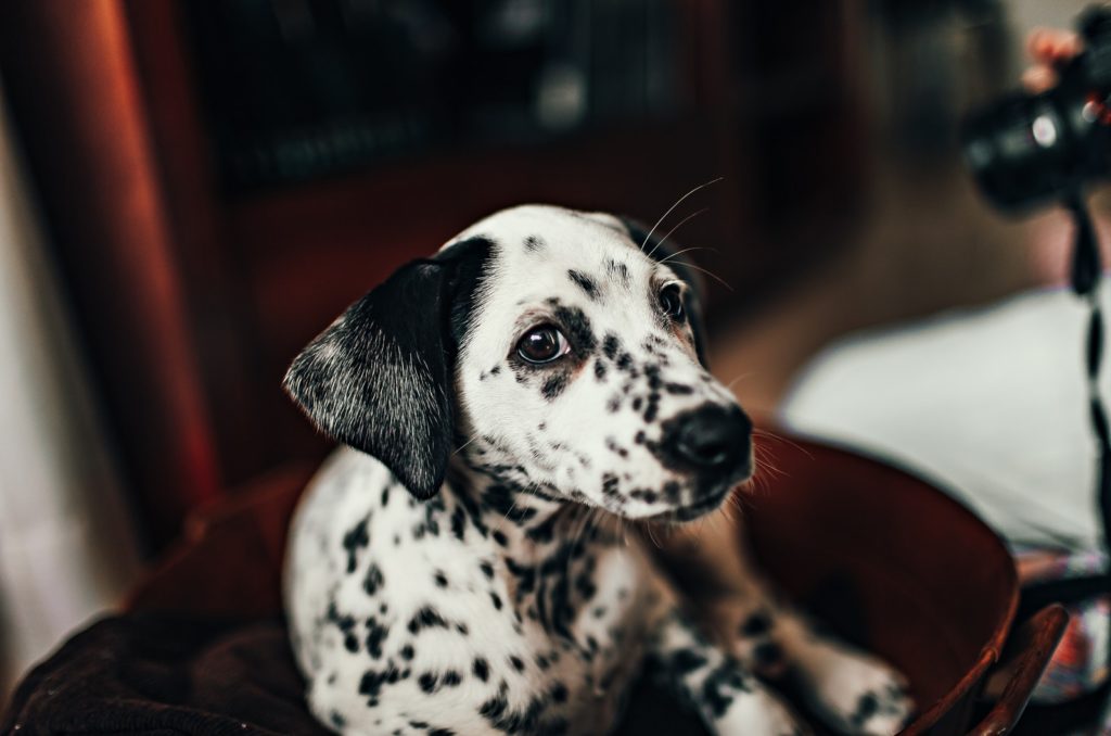 How Much Do Dalmatians Cost? Crunching Numbers