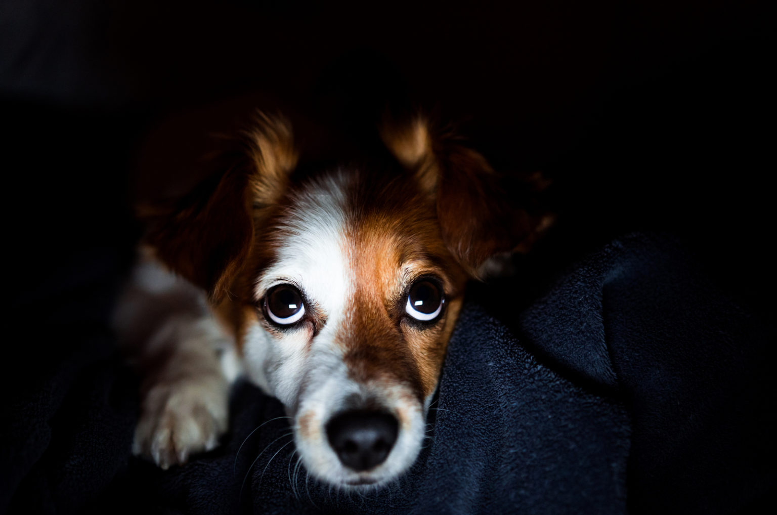 Why Do Dogs Cry At Night? Advice For Worried Pet Parents