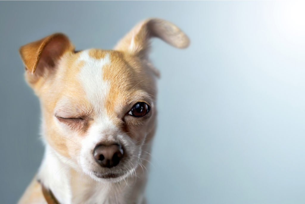 Dogs Eyes Rolling Back: 7 Causes For This Occurrence