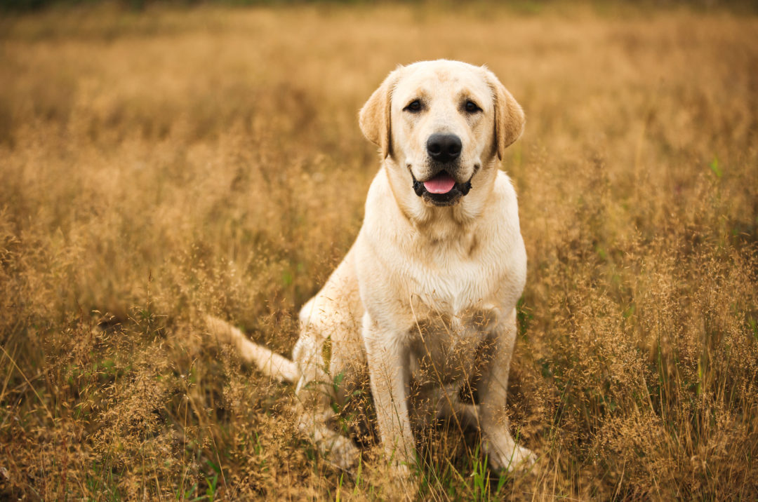 Relief For Sexually Frustrated Male Dog: 11 Ways To Help