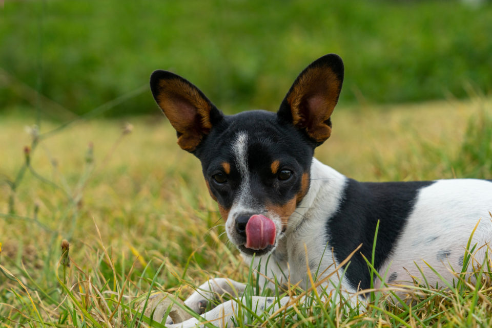 why-do-dogs-lick-other-dogs-ears-here-are-the-answers