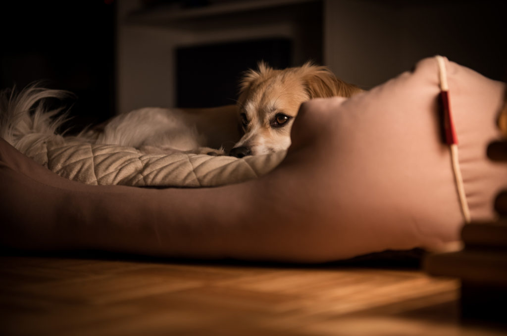 Why Do Dogs Cry At Night? Advice For Worried Pet Parents