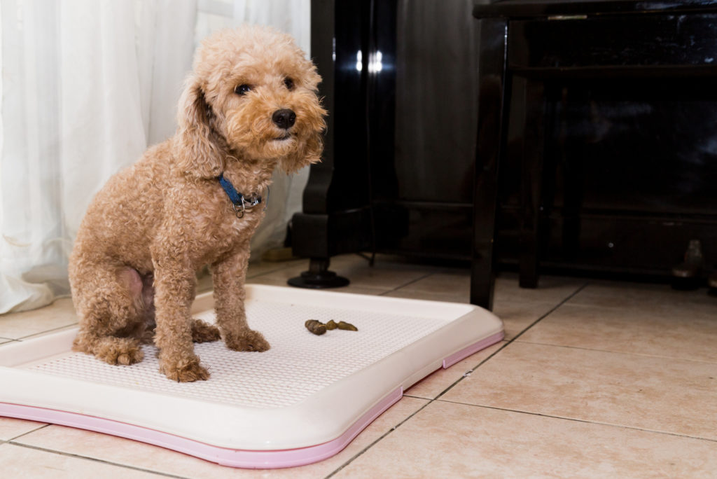 Dog Pooping In House: 5 Common Reasons And How To Stop It