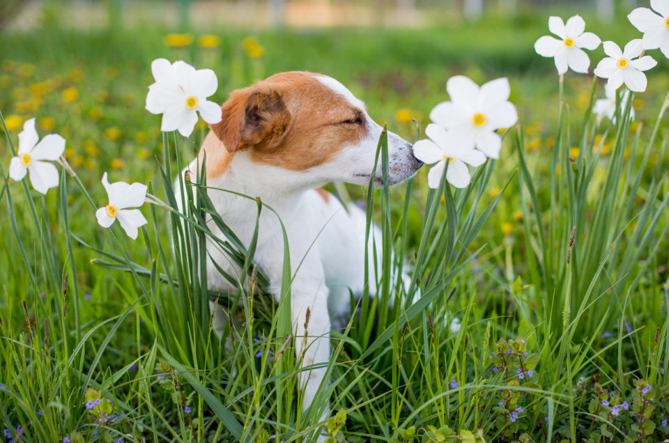 my-dog-won-t-stop-sneezing-what-it-means-and-how-to-help