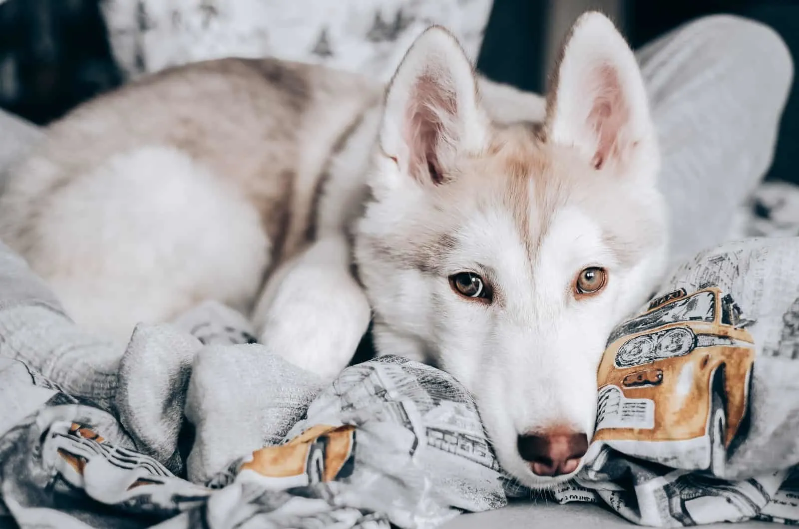 why do dogs knead blankets