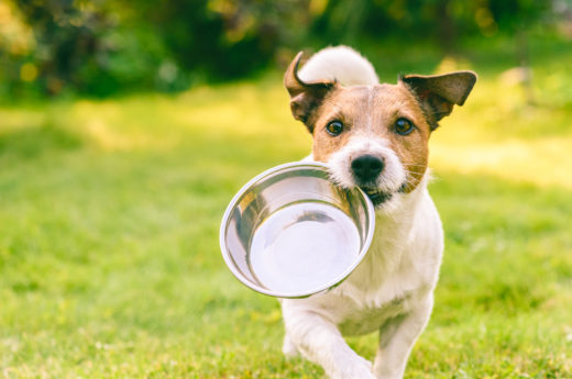 My Puppy Is Always Hungry: 5 Reasons For This & How To Help