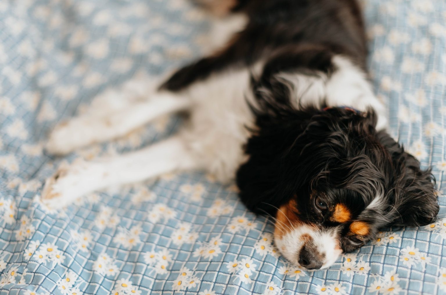 Puppy Snoring: 7 Causes And 4 Ways To Help