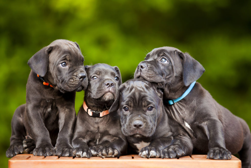 100-cane-corso-names-find-a-perfect-name-for-your-puppy