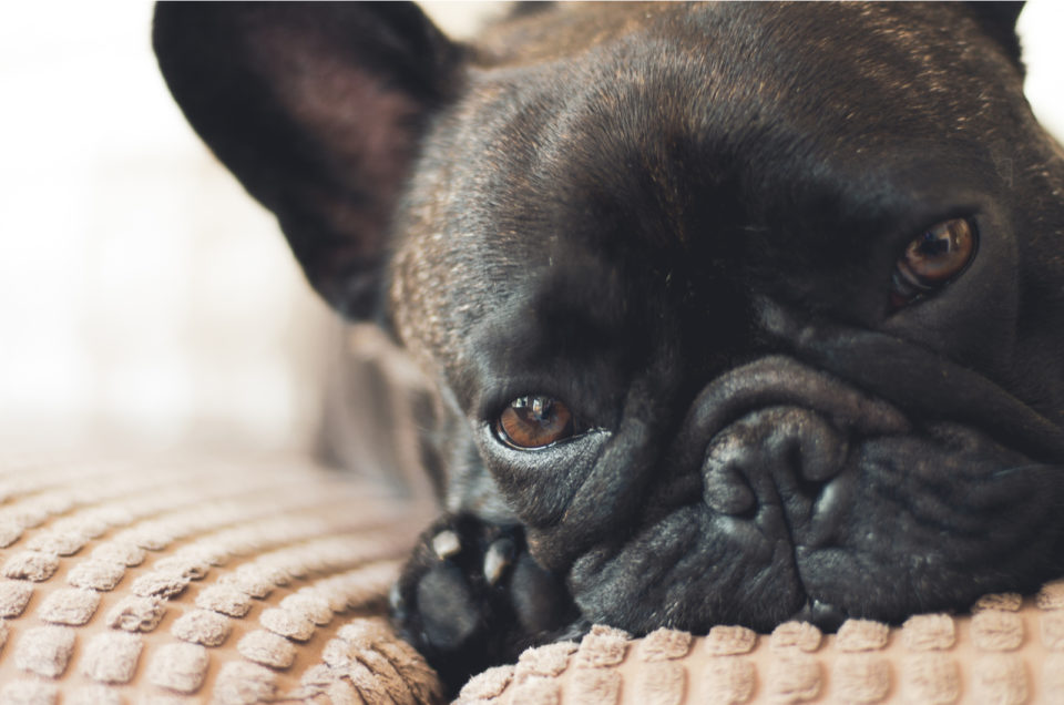 10 Best Dog Beds For French Bulldogs: Our Favorite Picks