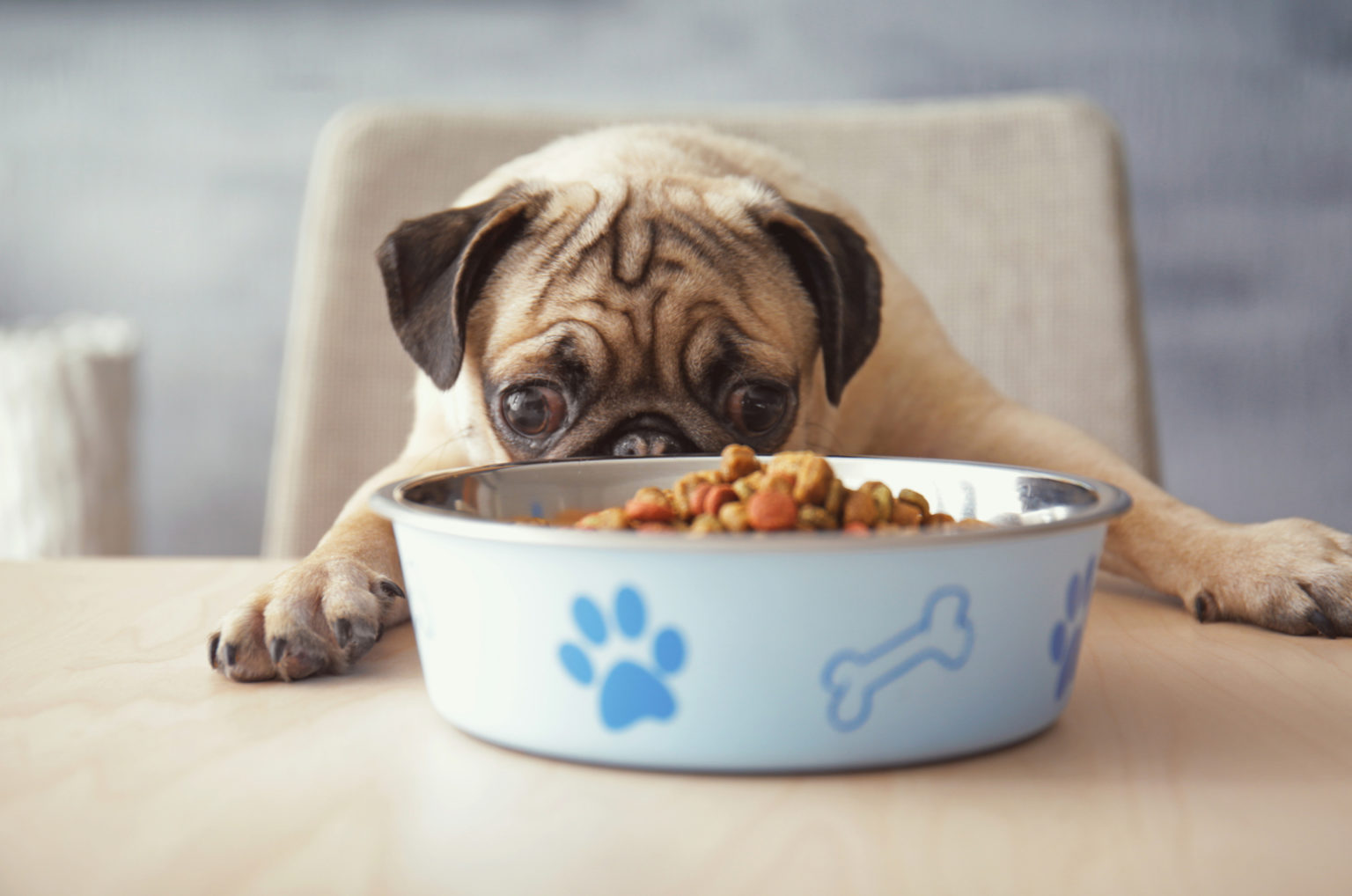 my-puppy-is-always-hungry-5-reasons-for-this-how-to-help