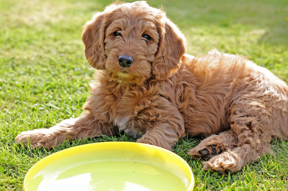 200 Labradoodle Names The Doodliest Of Them All   Labradoodle Sitting Outside On Grass 960x636 