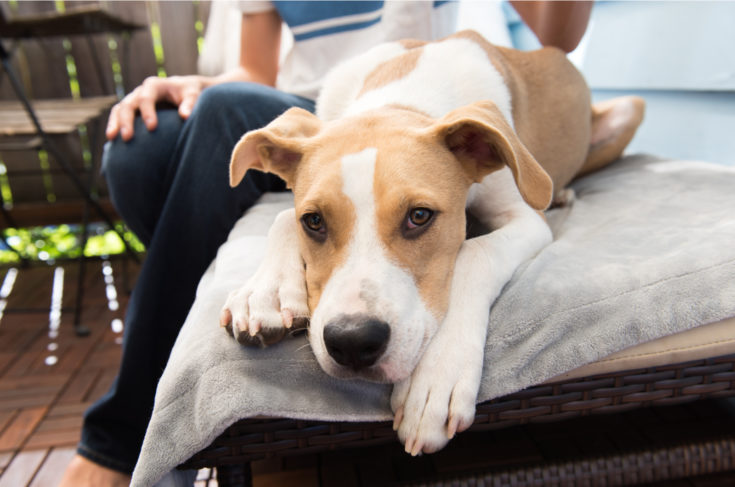 Relief For Sexually Frustrated Male Dog: 11 Ways To Help