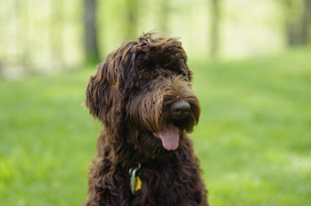 200+ Labradoodle Names: The Doodliest Of Them All