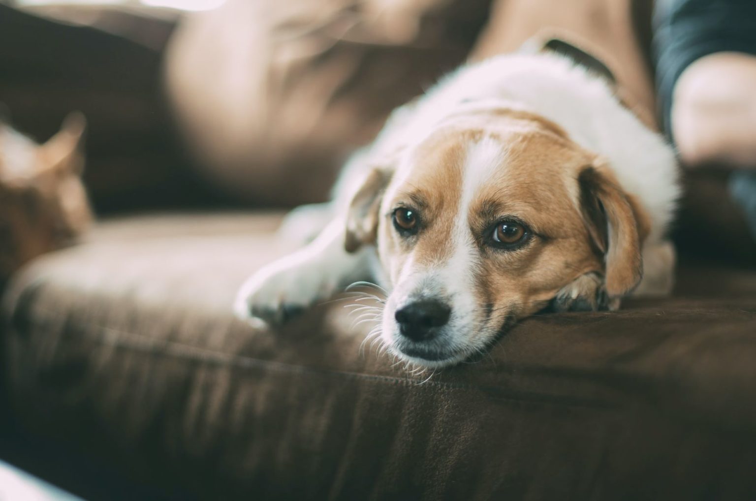 Relief For Sexually Frustrated Male Dog: 11 Ways To Help