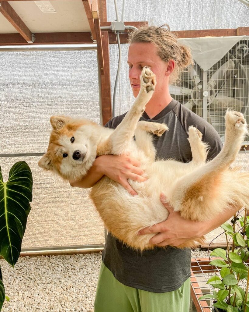 17 Shiba Inu Mixes: Enter The World Of Unusual Doggy Hybrids