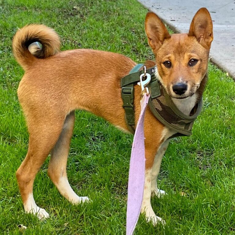 17 Shiba Inu Mixes: Enter The World Of Unusual Doggy Hybrids