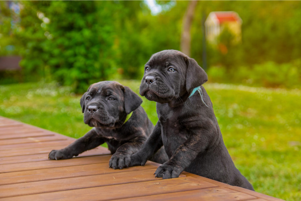 100 Cane Corso Names Find A Perfect Name For Your Puppy   Two Cane Corso Puppies Standing On Deck 960x641 