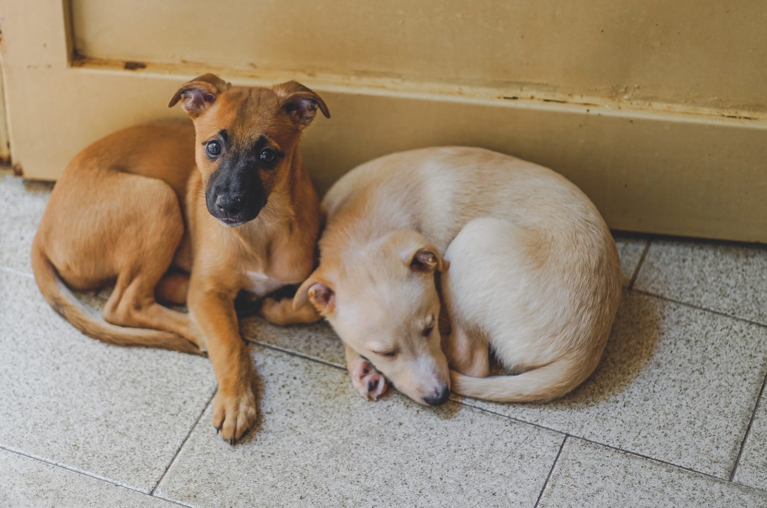 Why Is My Dog Licking His Butt? The Cause And The Cure