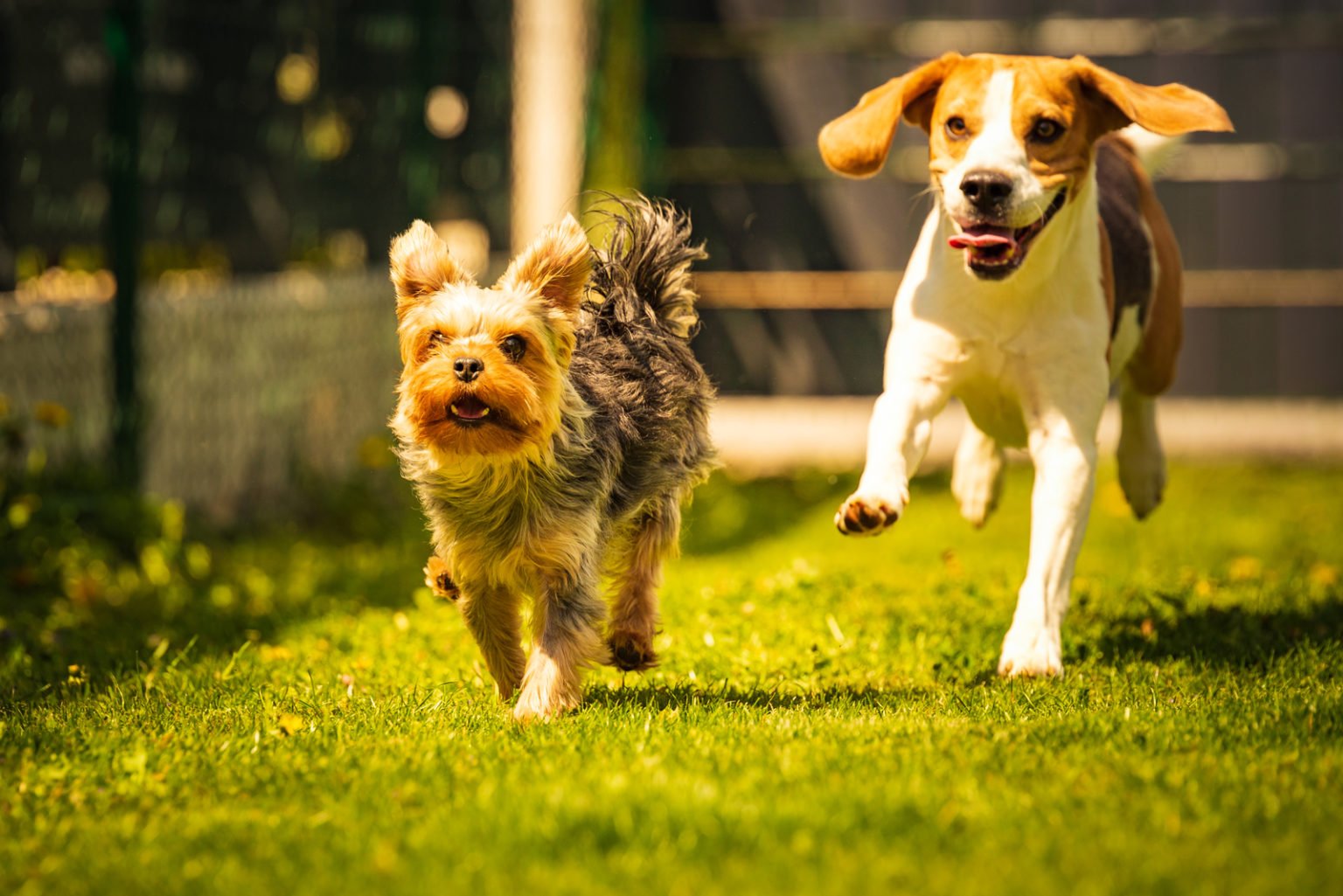 Why Do Dogs Lick Other Dogs' Ears? Here Are The Answers