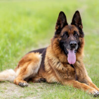 German Shepherd sitting in grass