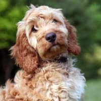 Cockapoo standing outside looking at camera