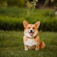 Corgi standing on grass outside