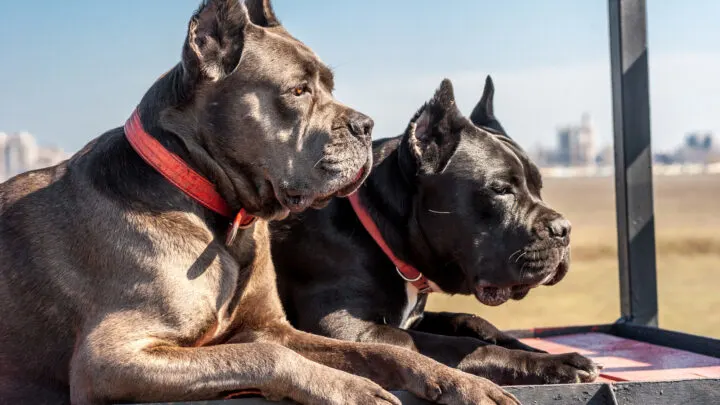 what is the biggest cane corso on record