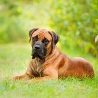 Boerboel sitting on grass looking at camera