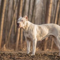 Dogo Argentino standing in woods