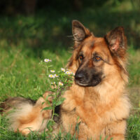 beautiful german shepherd dog sitting in the grass with flower plants