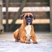 boxer dog sitting on dock