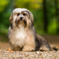 havanese dog in nature