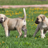 kangal anatolian shepherd puppies