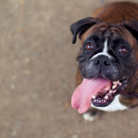 boxer dog sticking its tongue out