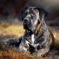 presa canario sitting on grass