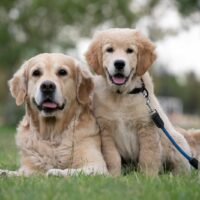 golden retriever and its puppy