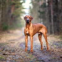 Rhodesian Ridgeback standing in woods