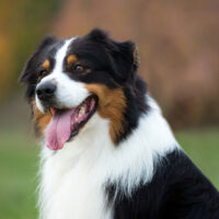 portrait of Black Australian Shepherd