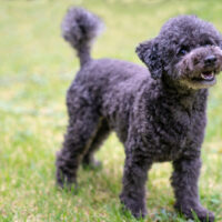 black toy poodle standing on grass