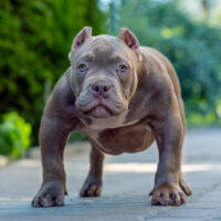 Blue American Bully standing in street