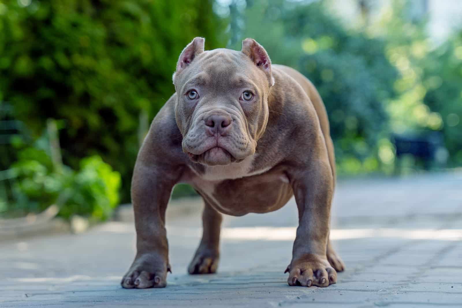 how many puppies can an american bully have
