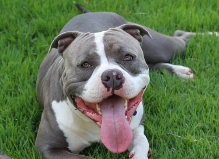 Blue American Bully: All The Breed Information You Need