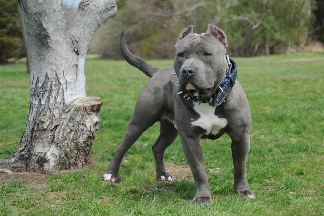 Blue Xl American Bully