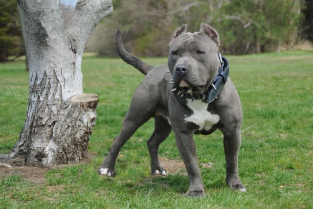 Blue American Bully: All The Breed Information You Need