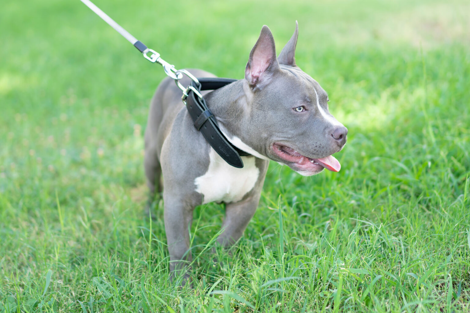 Blue American Bully All The Breed Information You Need