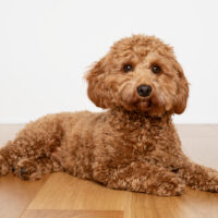 cavapoo lying on the floor