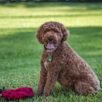 Cavapoo sitting on grass looking at camera